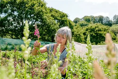 Snapdragon pruning