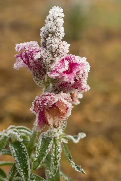 Geharde leeubekkies: Oorwinter suksesvol in die tuin