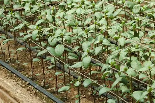 Pricking out snapdragons: When and how to do it correctly