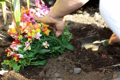 Plant snapdragons