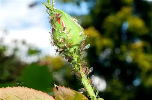 Rose aphids