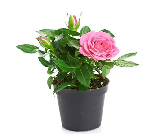 Rose potted plant