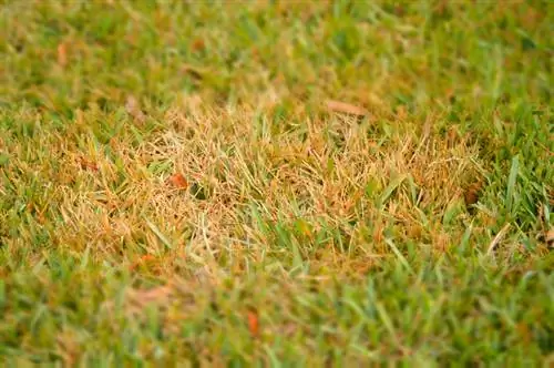 Lawn diseases: How to recognize and combat fungi