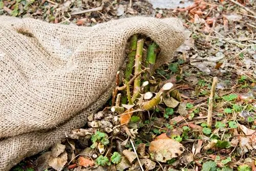 Remova a proteção de inverno das rosas