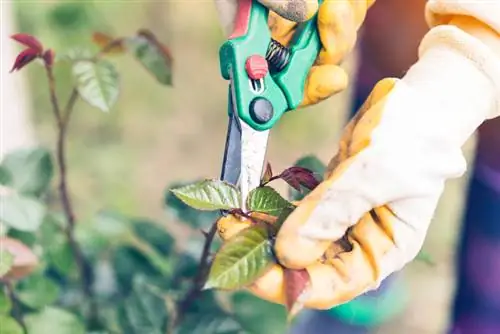 Rose cuttings