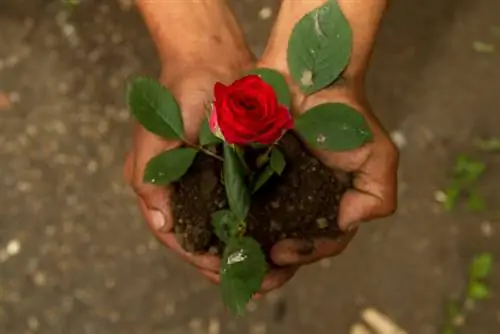 Bepaal op de juiste manier de ideale plantafstand voor rozen