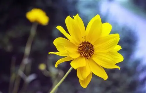 Panda arnica