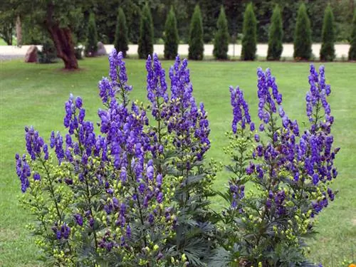 Tinkamos Monkshood vietos radimas: patarimai ir gudrybės