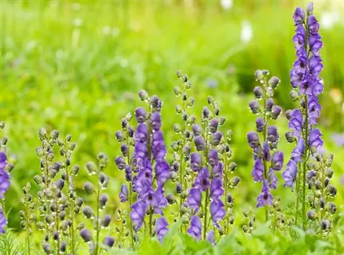 Monkshood Care: Consells per a una magnífica estrella del jardí