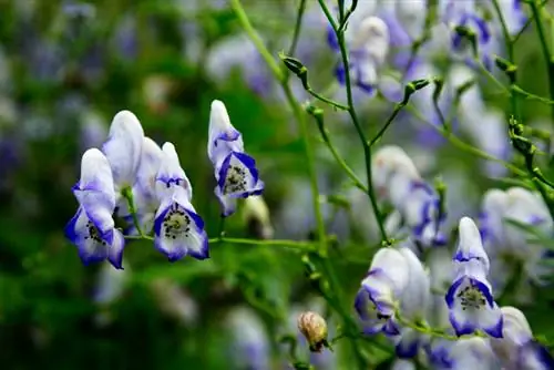 Monkshood: เวลาใดคือเวลาออกดอกในอุดมคติของพืชมีพิษชนิดนี้?