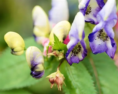 সন্ন্যাসী বপন করুন