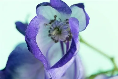 Graines de Monkshood : origine, semis et précautions