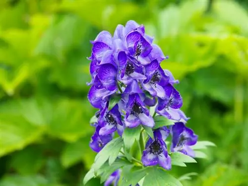 เมล็ด Monkshood: มีพิษจริงแค่ไหน?