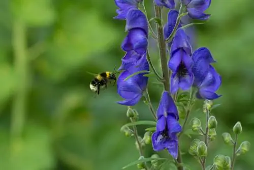 Monkshood õitseb