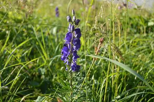 Acónito en la naturaleza: ubicaciones y condiciones típicas