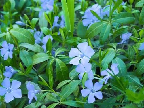 Vinca Minor เป็นวัสดุคลุมดิน: เหตุใดจึงเป็นตัวเลือกในอุดมคติ