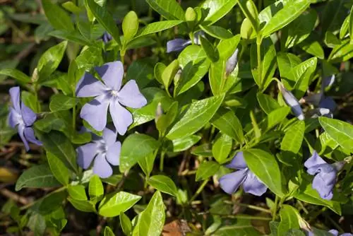 Vinca ελάχιστη φροντίδα