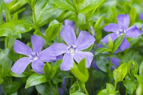 Vinca minor: Verinosa o inofensiva per a humans i animals?