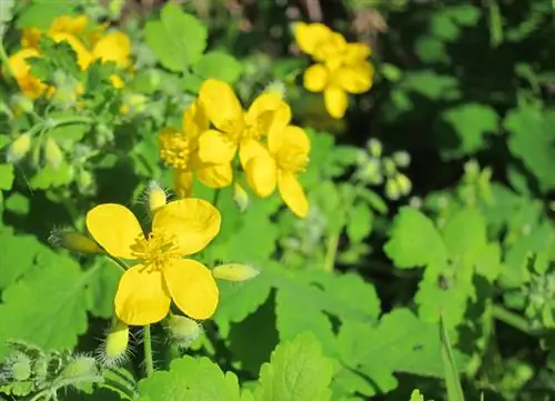 Je, celandine inakua lini?