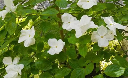 Varietas bunga dogwood: Mana yang ideal untuk taman Anda?