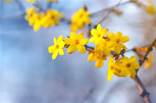 Yellow jasmine lason