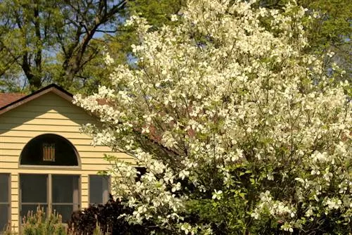 Cortando dogwood de flores corretamente: dicas para um crescimento saudável