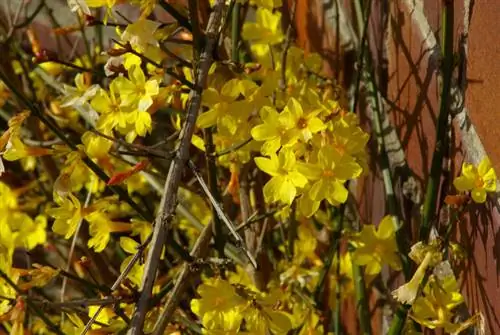 Plant en versorging van winterjasmyn: Wat moet ek oorweeg?