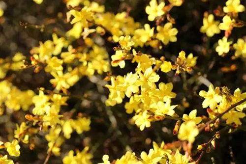 Winter jasmine pruning