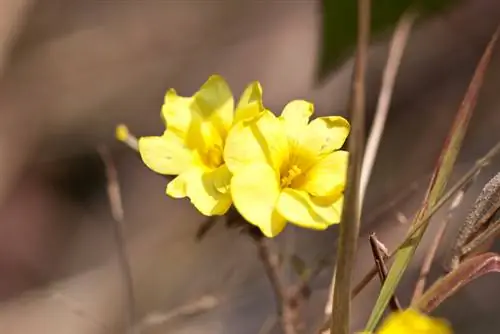 Cuando plantar jazmín de invierno.