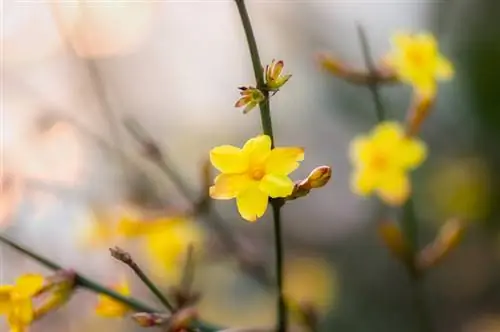 Cuidados del jazmín amarillo