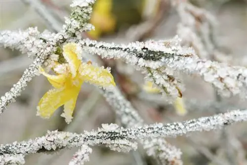 Når blomstrer vintersjasmin?