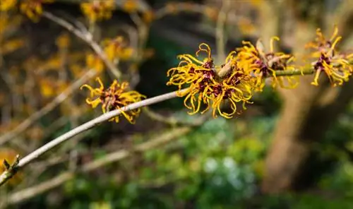 Posadite hamamelis