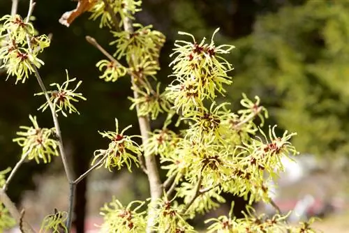 Pemangkasan Witch Hazel yang Benar: Petunjuk Mudah