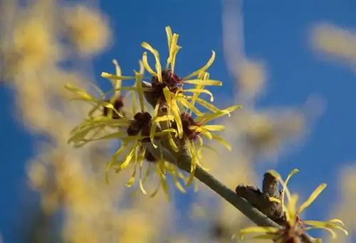 Witch hazel care