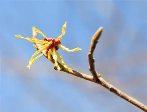 Butași de hamamelis