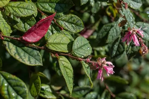 Why isn't my witch hazel blooming? Expert tips