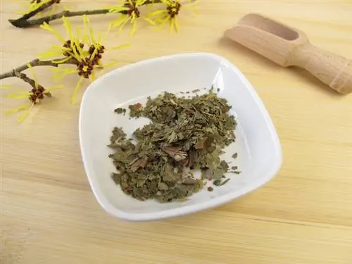 ¿Es venenoso el hamamelis? Todo sobre esta planta medicinal