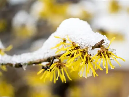 Bilakah witch hazel mekar? Petua terbaik untuk masa berbunga