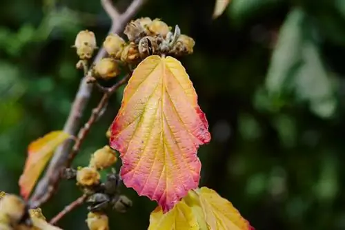 Fruit d'avellana bruixa