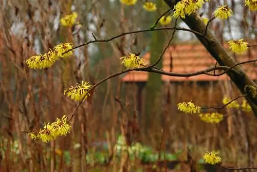 Witch hazel size: overview of growth, height and space requirements