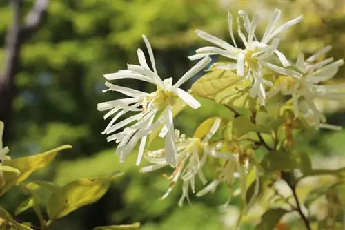 গ্রীষ্মকাল: আমি কীভাবে আমার জাদুকরী হ্যাজেলের সঠিকভাবে যত্ন নেব?