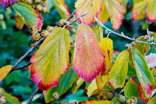 Les fruits d'hamamélis sont comestibles