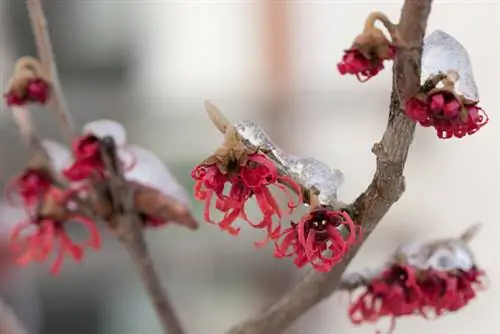 Witch hazel: The most beautiful varieties for your garden