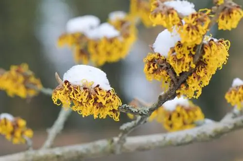 Pozimi cvetoča hamamelis: čas cvetenja, lastnosti in nega