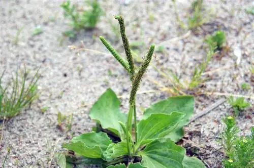 Varietà di piantaggine