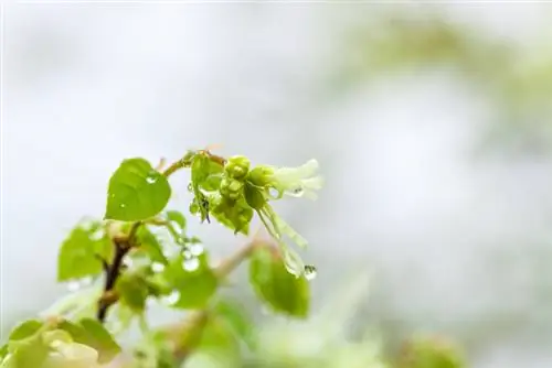 Planttijd van toverhazelaar