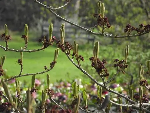 Ubicación del hamamelis