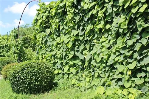 Pipe bindweed garden