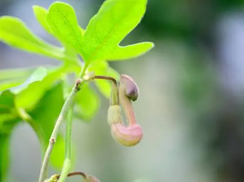 Keracunan pipa bindweed