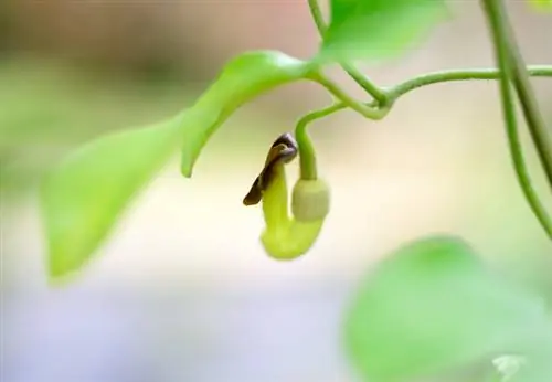 לזרוע צינור אגוז